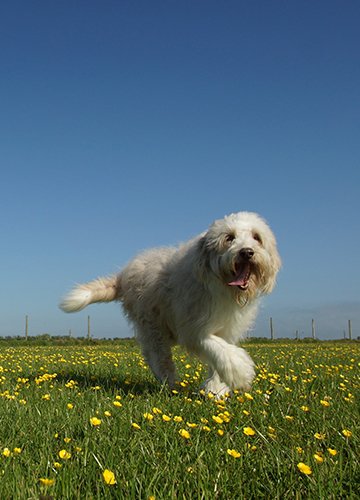 Rafe in the buttercups